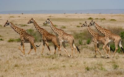 Kenya Safari & Gorilla Trek